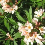 The Health Risks & Benefits of the Oleander Plant 
