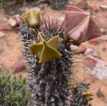 The Weight Loss Benefits of Hoodia Gordonii