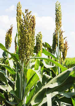 Millet growing in a field