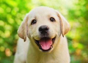 Happy dog with a good thyroid