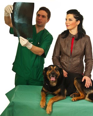 Dog being evaluated for chiropractic care
