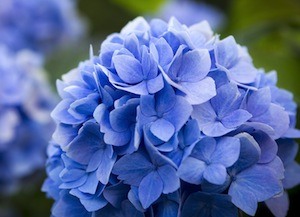 Hydrangea is thought to support kidney health