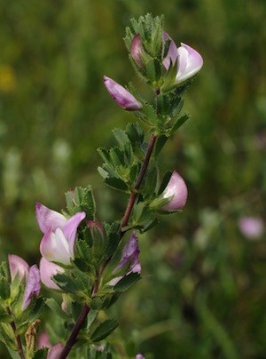 The root from the restharrow plant offers many benefits