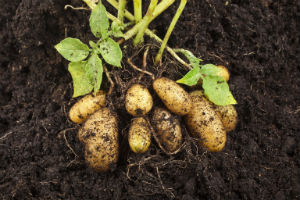 potatoes-in-soil