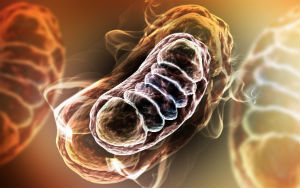 mitochondria-3D