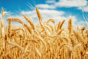 golden-wheat-against-blue-sky
