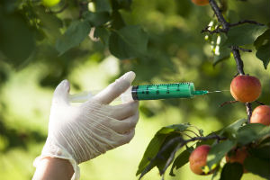 injecting-fruit-with-chemical