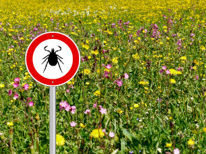 field-of-flowers-with-tick-sign