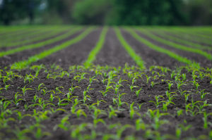 sprouts-farm-in-soil