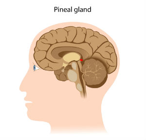 brain-image-pineal-gland
