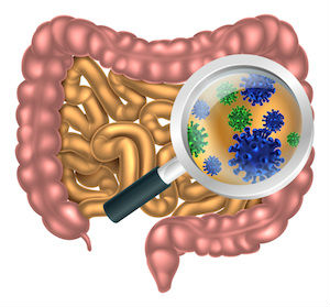 Probiotics in the gut