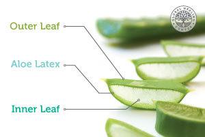 Picture of an aloe vera leaf illustrating the location of the inner leaf, outer leaf, and the aloe latex.