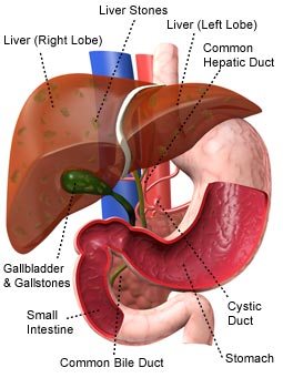 Illustration created to explain the key parts of the human liver, gallbladder, and surrounding organs.