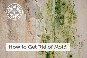 Help cant do my essay how does mold grows in food