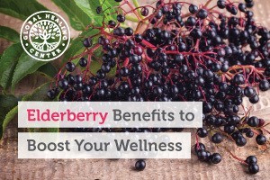 A bunch of elderberries. Elderberries are believed to possess many benefits including skin protection properties.