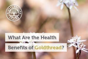 Goldthread flowers. Goldthread is a perennial herb that has been used for centuries for its health benefits.