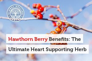 The main benefit of hawthorn berry lies in its effects on heart health.