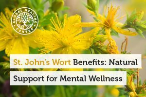A St. John's Wort plant. Mental wellness is one of the St. John's Wort Benefits