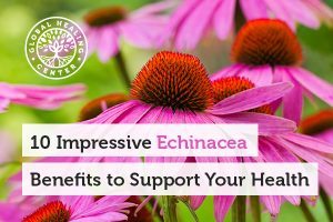 An echinacea plant. Get the benefits of echinacea from teas or supplements.