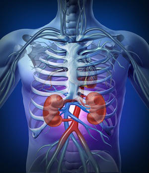 kidneys-small.jpg