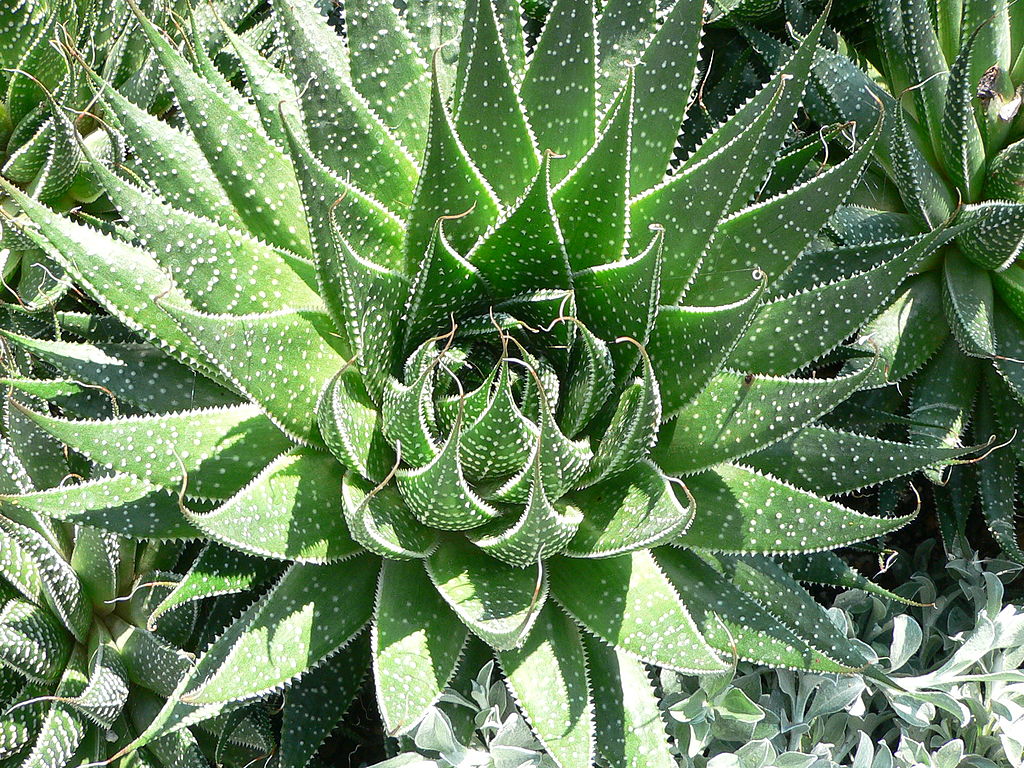 Learn How These 13 Aloe Plants Can Benefit Your Health