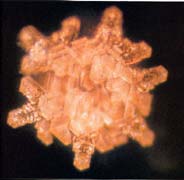 A structured water molecule after being exposed to Tibet Sutra music. From ‘The Message From Water’ by Masaru Emoto.
