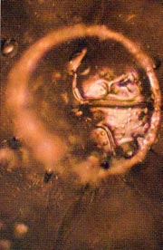 An unstructured water molecule after exposure to negative language with name of negative deceased person ‘Adolf Hitler’ placed on glass container of water. From ‘The Message From Water’ by Masaru Emoto.