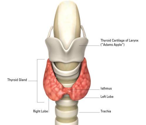 Thyroid Gland Anatomy.