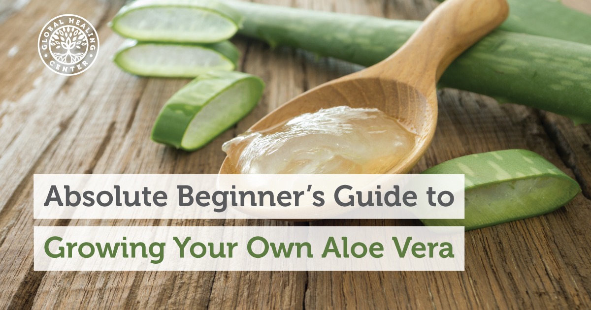 Absolute Beginner S Guide To Growing Your Own Aloe Vera