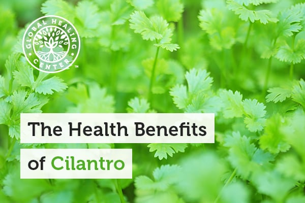 The Health Benefits Of Cilantro
