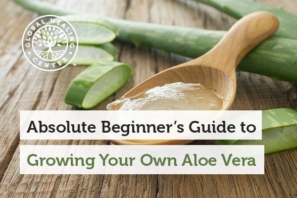 Absolute Beginner S Guide To Growing Your Own Aloe Vera