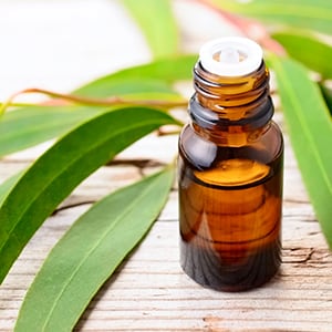 Eucalyptus oil provides many health benefits and uses.